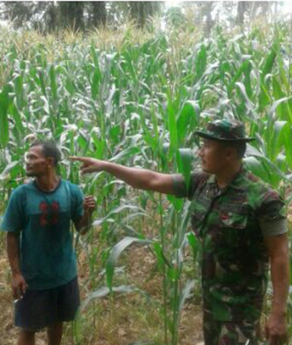 BABINSA KORAMIL 21 TJ PANTAU PERKEMBANGAN TANAMAN JAGUNG