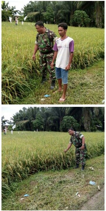BABINSA DAMPINGI PPL DAN PETANI PENGECEKAN HANPANG