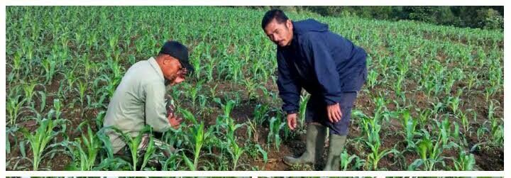 PEMELIHARAAN TANAMAN JAGUNG BABINSA IKUT SERTA DAMPINGI PETANI
