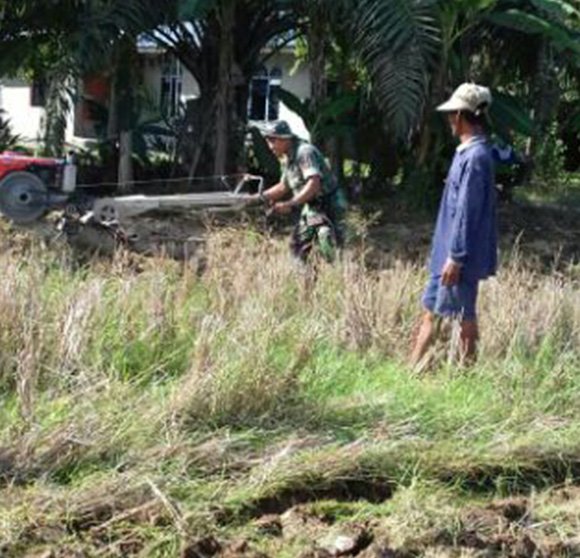 PETANI OLAH LAHAN SAWAH DIBANTU BABINSA KORAMIL TANJUNG TIRAM
