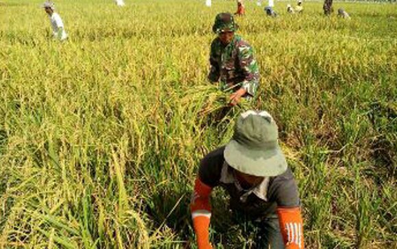 BABINSA DAMPINGI WARGA PANEN PADI PERDANA