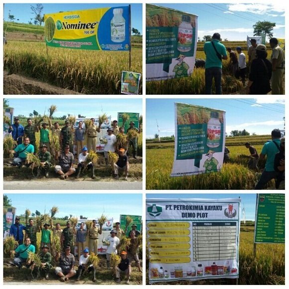 BERSAMA PETANI, DANRAMIL 17/SIDAMANIK PANEN PADI DI DEMPLOT