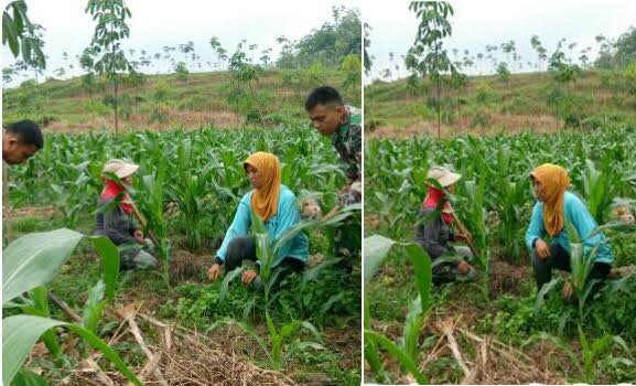 BABINSA IKUT SERTA DAMPINGI  PETANI BERSIHKAN RUMPUT JAGUNG