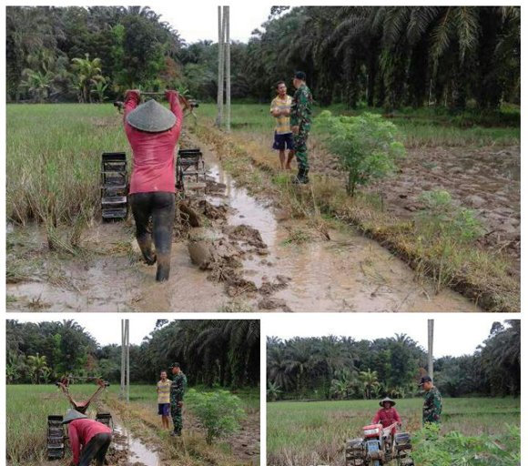 BABINSA KORAMIL 04 KUALA DAMPINGI PETANI OLAH SAWAH