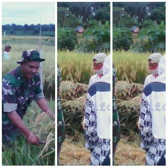PANEN PADI LANJUTAN DILAKSANAKAN OLEH BABINSA DALAM  PENDAMPINGAN TERHADAP PETANI