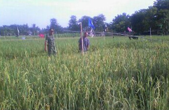 BABINSA SIMPANG EMPAT LAKUKAN PENINJAUAN PADI SIAP PANEN