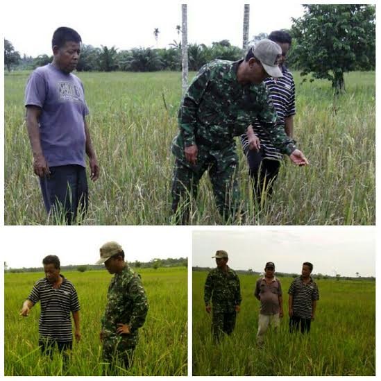 BABINSA DAMPINGI PETANI PENGECEKAN TANAMAN PADI YANG TERKENA  KEMARAU PANJANG