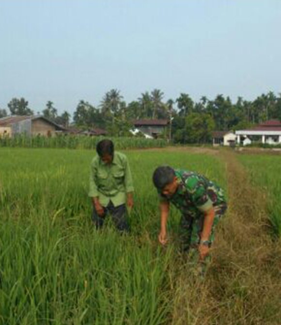 BABINSA KORAMIL SUNGGAL BANTU PETANI KENDALIKAN HAMA KEONG