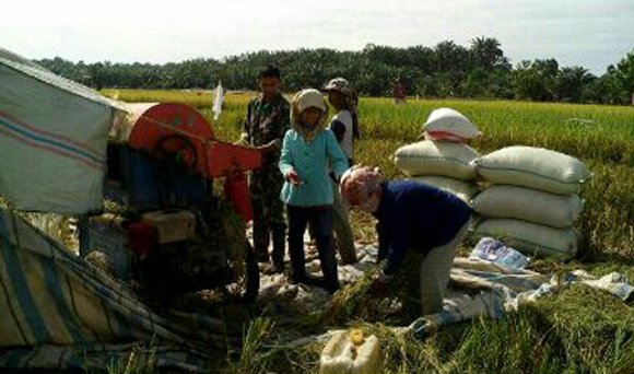 BABINSA BUNTU PANE DAMPINGI PETANI PANEN PADI