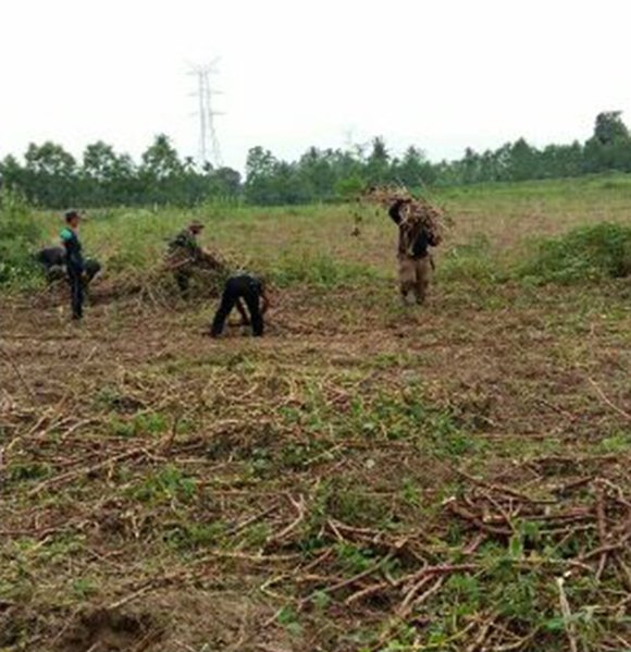 Petani Lakukan Penyemprotan Hama Padi