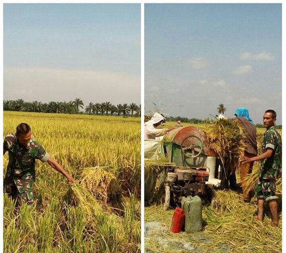 BABINSA KORAMIL 13 PANGKALAN BRANDAN DAN PETANI PANEN PADI