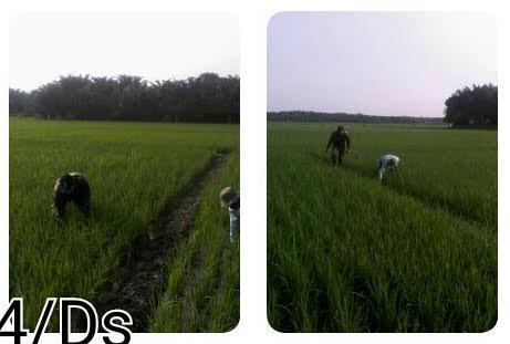 BABINSA KORAMIL 15/SIPISPIS DAMPINGI PETANI MERAWAT TANAMAN PADI