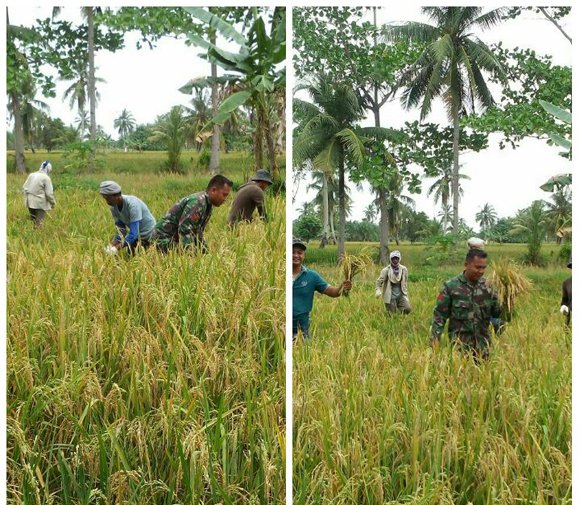 BABINSA BERSAMA PPL DAN POKTAN PANGKALAN SUSU PANEN PADI