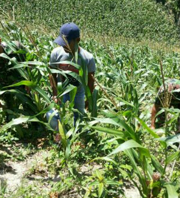 BABINSA KORAMIL 14 BANDAR PASIR MANDOGE BERSIHKAN RUMPUT PADA  LAHAN JAGUNG