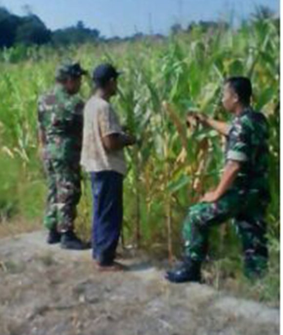 Petani Lakukan Rawat Tanaman Jagung