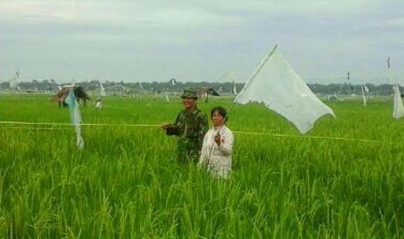 BABINSA KORAMIL 03 LIMAPULUH DAMPINGI PETANI HALAU BURUNG