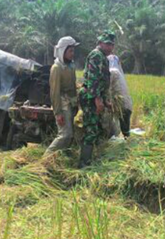 PARA PETANI  PANEN  BERSAMA BABINSA