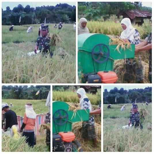 BABINSA KORAMIL 01 SIANTAR UTARA PANEN PADI BERSAMA PETANI