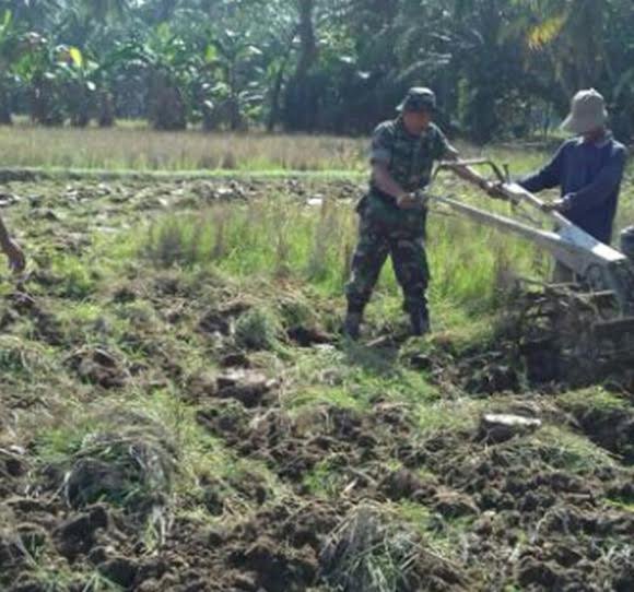 BABINSA BANTU PETANI OLAH SAWAH  DENGAN HAND TRAKTOR DI KEC. SUNGAI BALE