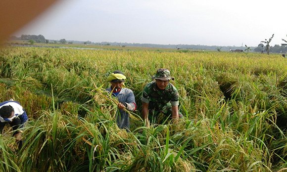 Petani Bersihkan Bedengan Sawah
