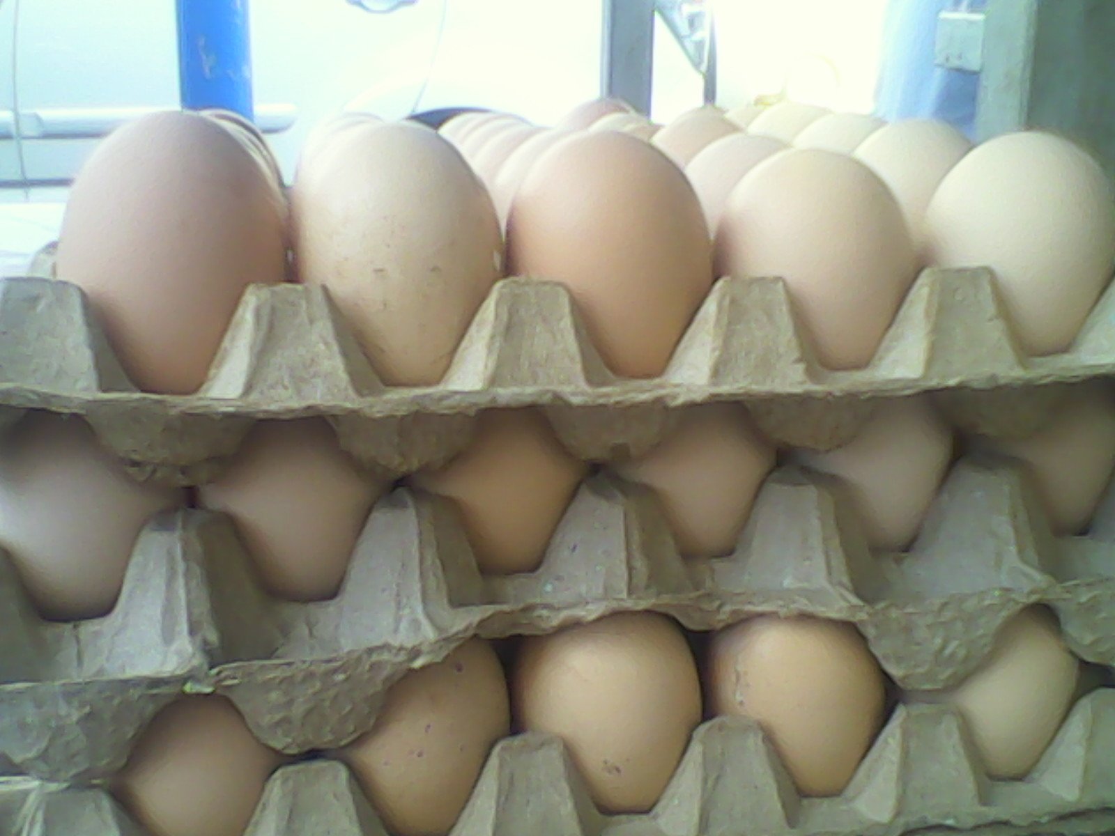 Telur Ayam Isi 2 Kuning Untungkan Konsumen