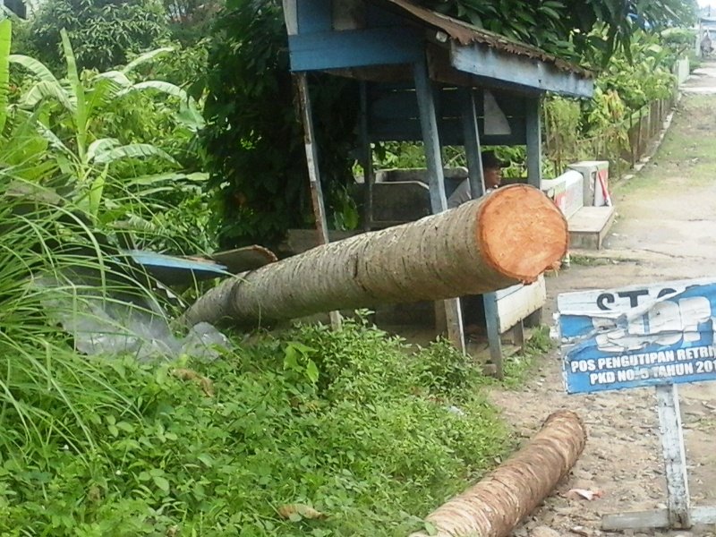 Hujan Dan  Angin  Kencang  Sebabkan Sejumlah Pohon Tumbang