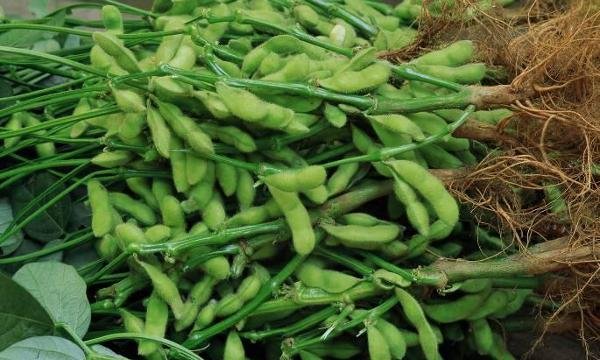 Produksi  Kedelai  Sumut Masih Minim