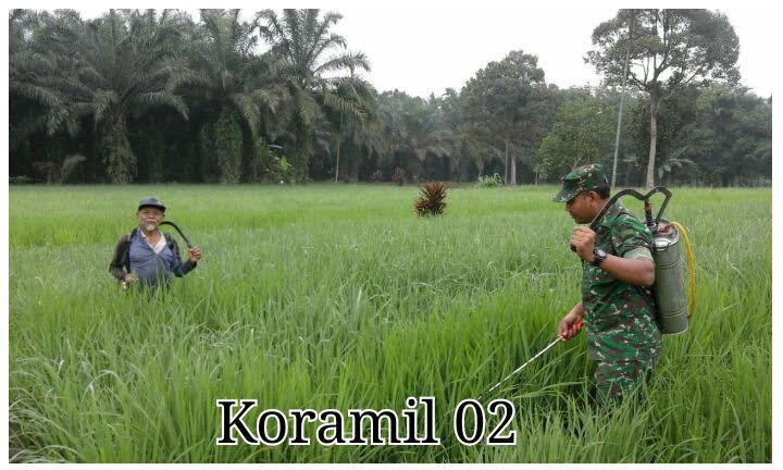 BABINSA KORAMIL 02 SELESAI BANTU PETANI LAKUKAN PENYEMPROTAN HAMA