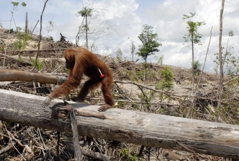 Poldasu: Tangkap Pelaku Illegal Logging