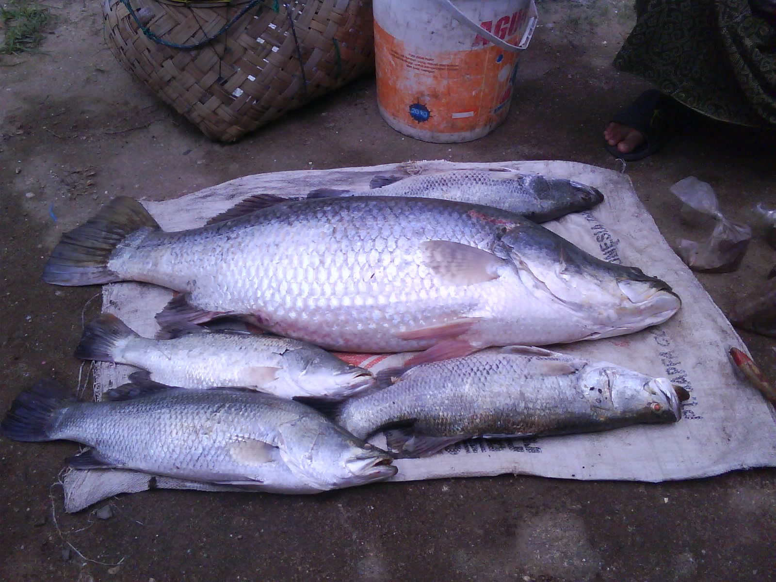 Pasar Ikan Kakap Putih Tambah Devisa Ekspor Sumut