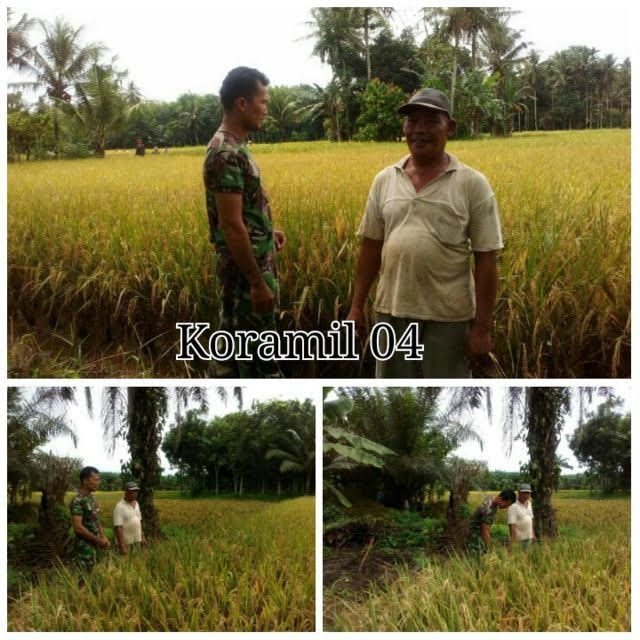 BABINSA LAKUKAN PENGECEKAN SAWAH MILIK POKTAN