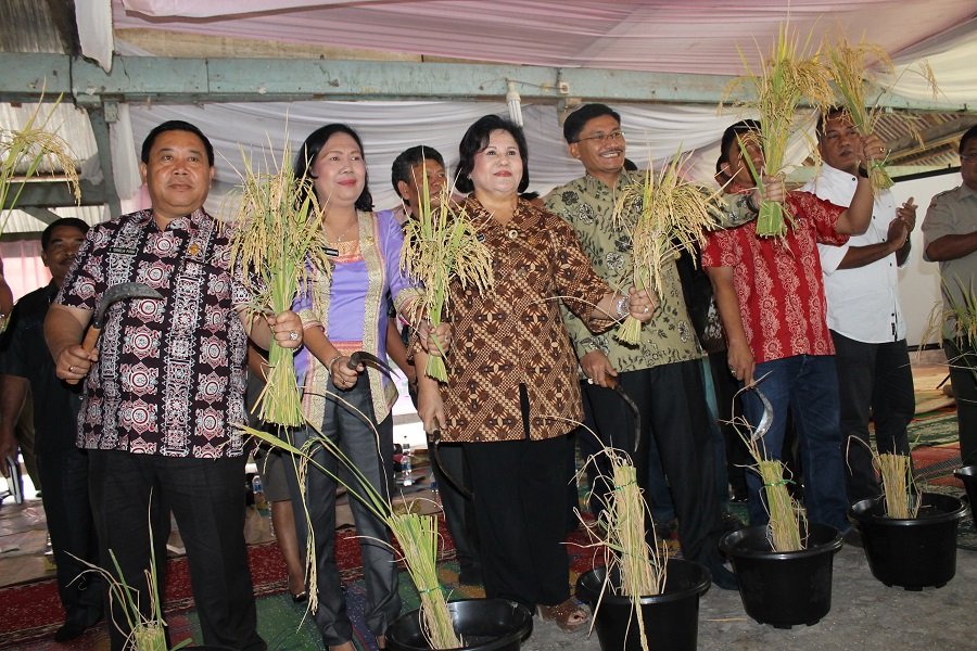 Wakil Bupati Panen Perdana Penangkar Benih Padi Ungguldi Karo