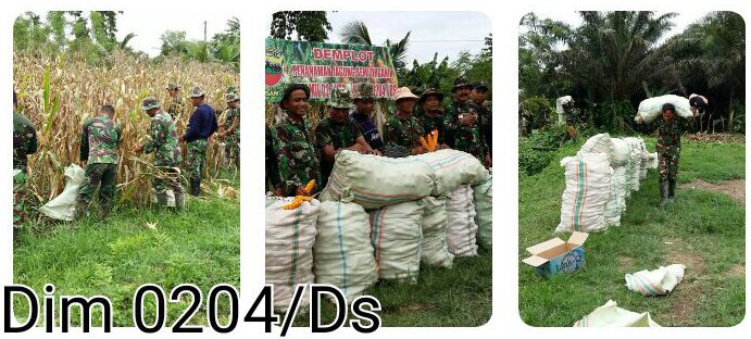 PANEN JAGUNG DI DEPLOT KORAMIL 02/KUTALIMBARU
