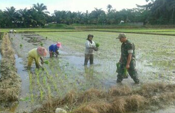 PENDAMPINGAN BABINSA KORAMIL 02 AIR PUTIH KEPADA PETANI