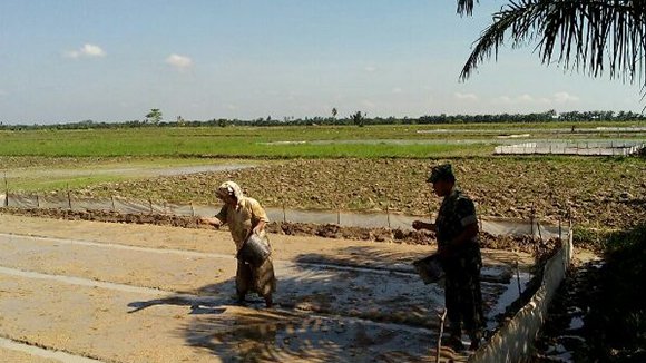 BABINSA BANTU PETANI TABUR BENIH PADI DI PEKAN GEBANG