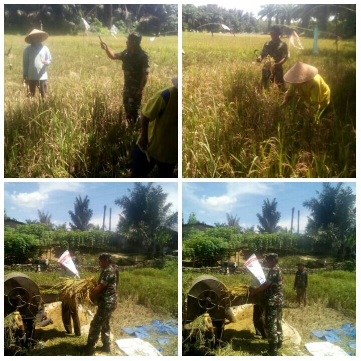 Babinsa Rantau prapat Dampingi Petani Panen Padi
