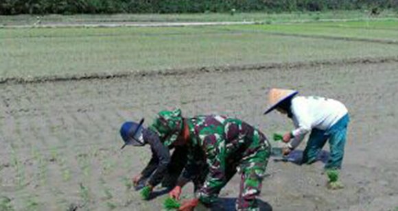 Babinsa bantu petani tanam padi di kec. Buntu pane