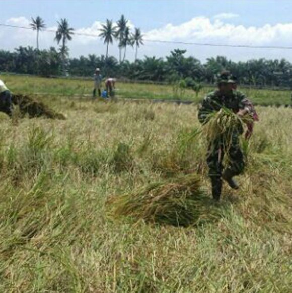 PETANI DESA SUKAREJO DIBANTU BABINSA PANEN PADI