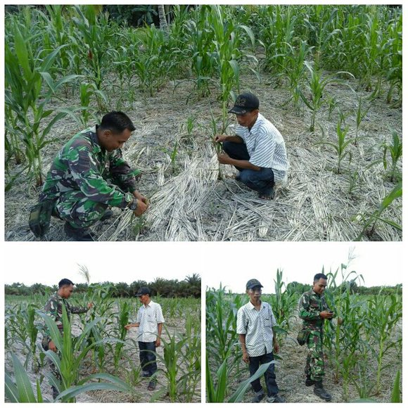 BABINSA PANTAU PERTUMBUHAN JAGUNG YANG MENGALAMI KEKERINGAN DI  LABUHAN BILIK
