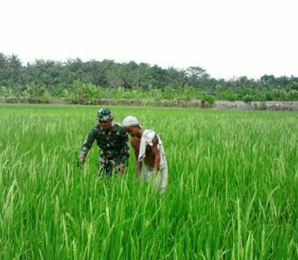 BABINSA LIMA PULUH  BANTU PETANI BERSIHKAN RUMPUT DI SEKITAR TANAMAN PADI