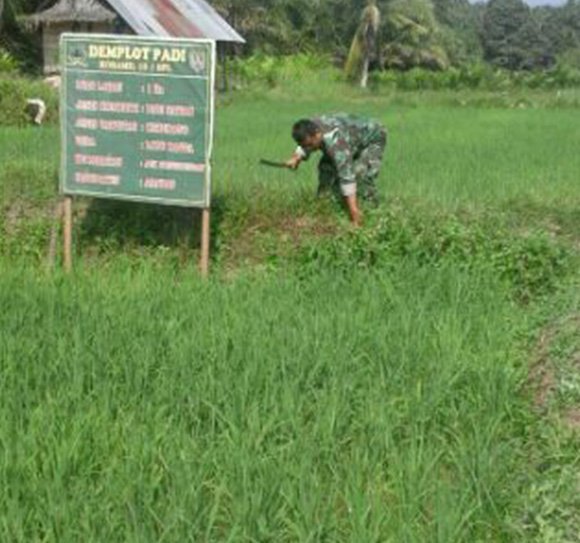 BABINSA BANTU PETANI BASMI GULMA DI LAHAN PERSAWAHAN