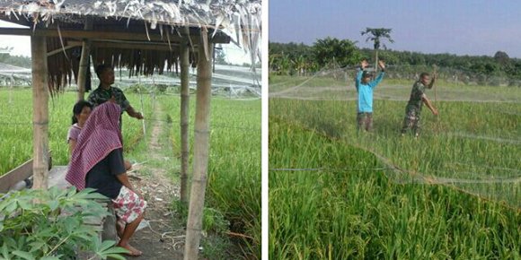 BABINSA BERSAMA PETANI HALAU BURUNG PEMAKAN PADI