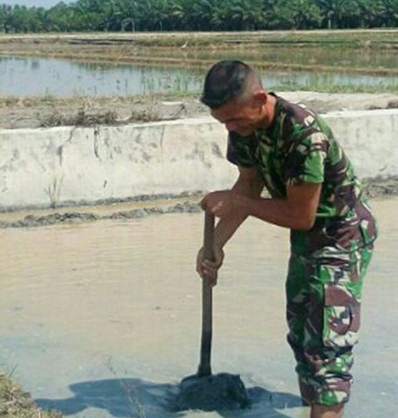 BABINSA BANTU PETANI BERSIHKAN TEMPAT PENYEMAIAN BENIH PADI DI KEC.  MERANTI