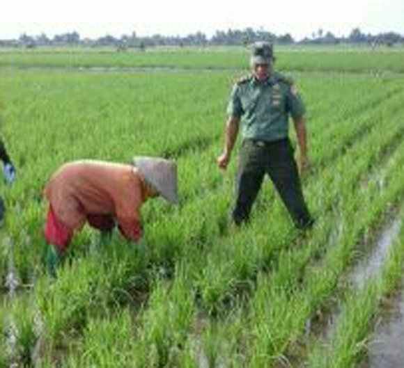 BABINSA DAN PETANI LAKUKAN PERAWATAN PADI DENGAN PENYIANGAN DAN  CABUT GULMA
