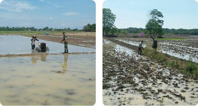 Pengolahan Lahan Persawahan Oleh Petani Didampingi Babinsa Koramil 12/Bkn