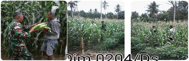 PETANI PANEN JAGUNG DIDAMPINGI OLEH BABINSA