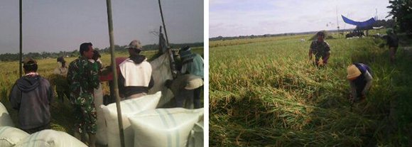 BABINSA KORAMIL 05 SALAPIAN  DAMPINGI PETANI PANEN PADI DI DESA SUKA PULUNG