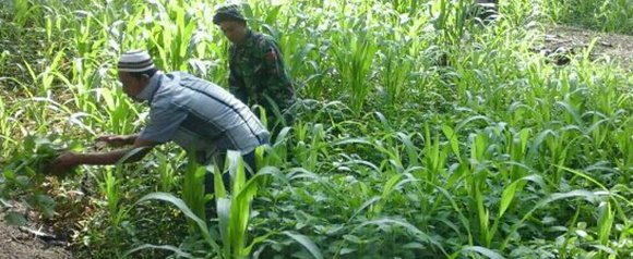 Babinsa Cek Tanaman Jagung Di Bandar Pasir Mandoge