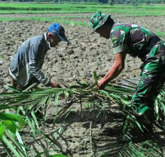 BABINSA MERANTI SEMAI BIBIT PADI BERSAMA PETANI