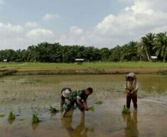 Babinsa Dan Petani Tanam Padi Bersama Di Bandar Pulau